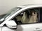 2023 Acura MDX SH-AWD w/Technology Package